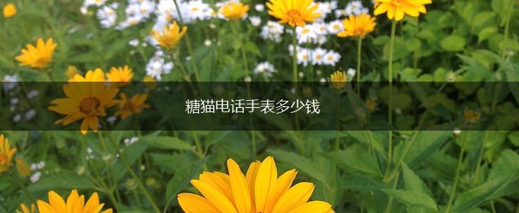 糖猫电话手表多少钱,第1张
