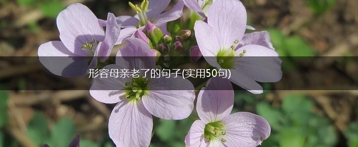 形容母亲老了的句子(实用50句),第1张