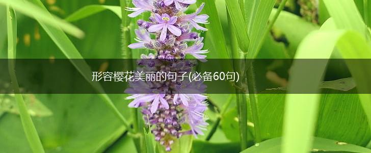 形容樱花美丽的句子(必备60句),第1张