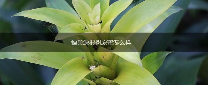 恒巢源椴树原蜜怎么样,第1张