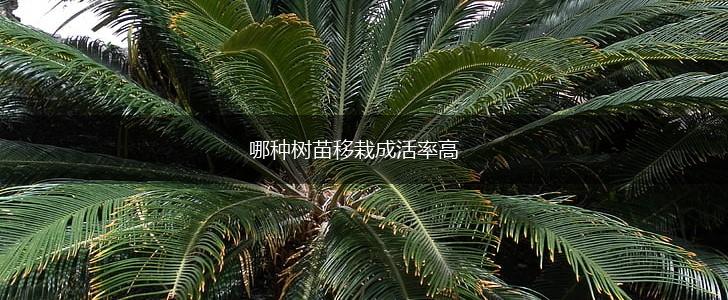 哪种树苗移栽成活率高,第1张