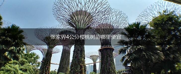 张家界4公分樱桃树苗哪里便宜,第1张