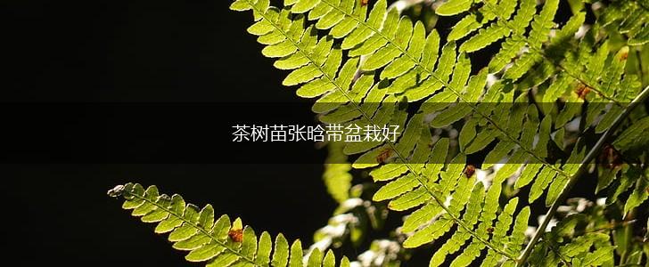 茶树苗张晗带盆栽好,第1张