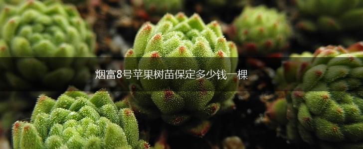 烟富8号苹果树苗保定多少钱一棵,第1张