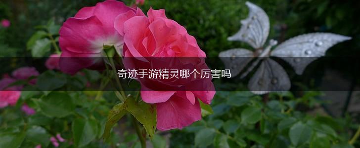 奇迹手游精灵哪个厉害吗,第1张