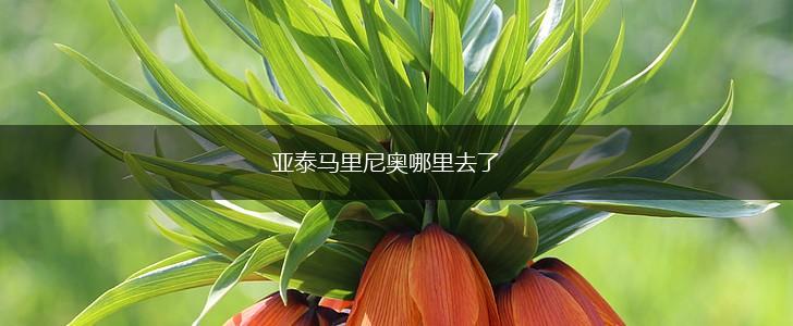 亚泰马里尼奥哪里去了,第1张