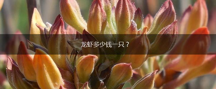 龙虾多少钱一只？,第1张