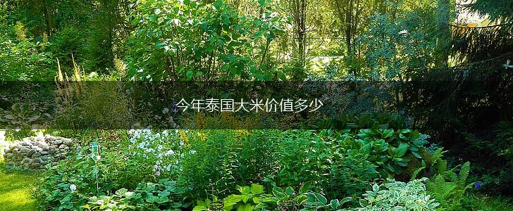 今年泰国大米价值多少,第1张