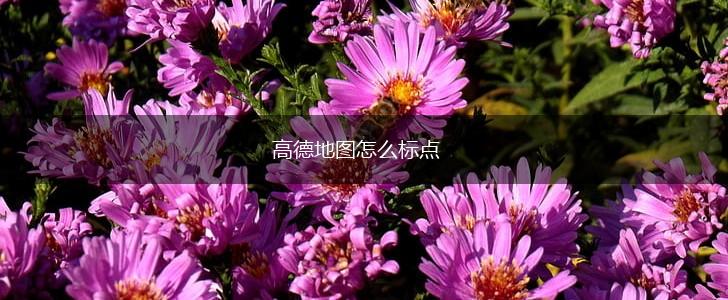 高德地图怎么标点,第1张