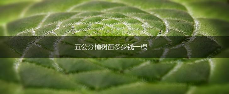 五公分榆树苗多少钱一棵,第1张