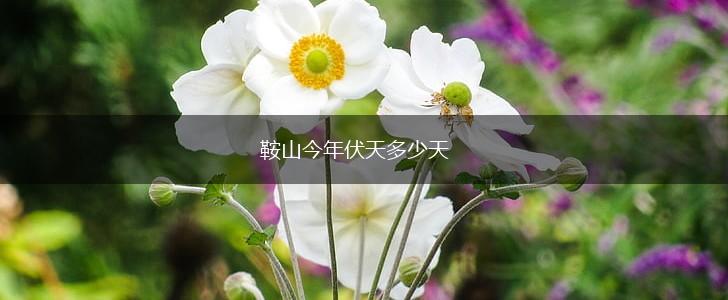 鞍山今年伏天多少天,第1张