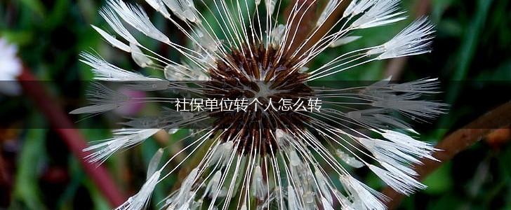社保单位转个人怎么转,第1张