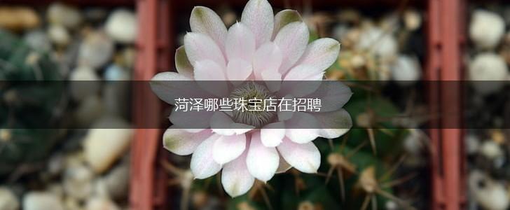 菏泽哪些珠宝店在招聘,第1张
