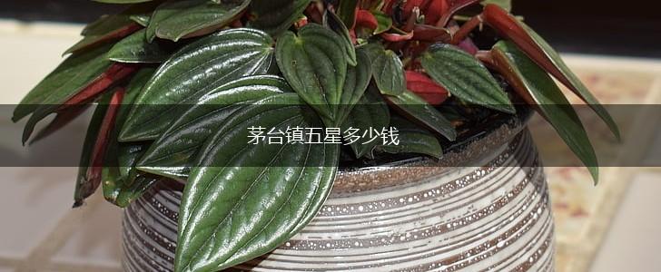 茅台镇五星多少钱,第1张