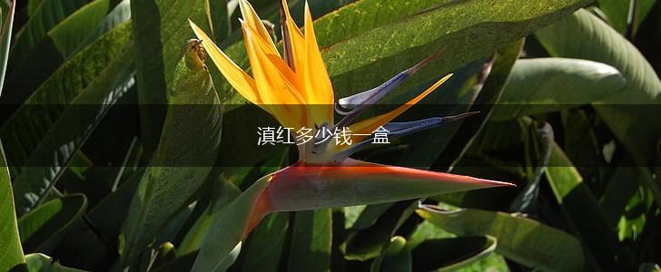 滇红多少钱一盒,第1张
