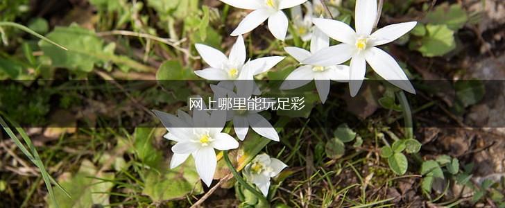 网上哪里能玩足彩,第1张