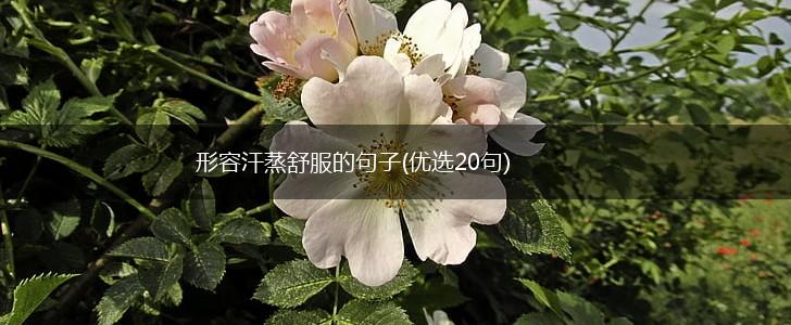 形容汗蒸舒服的句子(优选20句),第1张