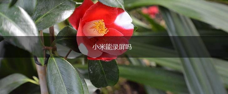 小米能录屏吗,第1张