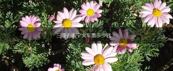 三亚去南宁火车票多少钱,第1张