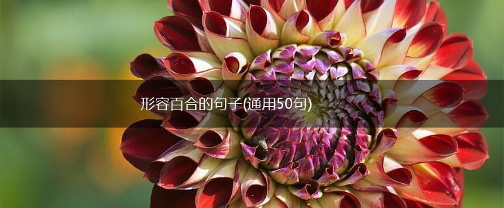 形容百合的句子(通用50句),第1张