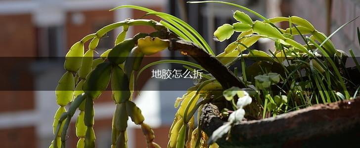 地胶怎么拆,第1张