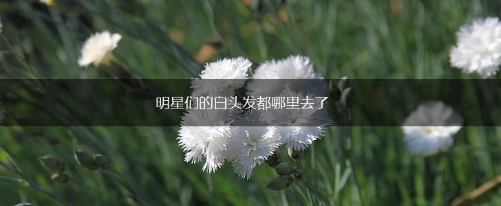 明星们的白头发都哪里去了,第1张