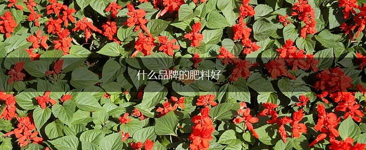 什么品牌的肥料好,第1张