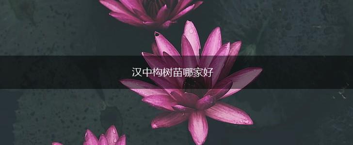 汉中构树苗哪家好,第1张