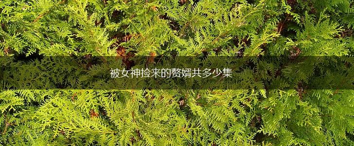 被女神捡来的赘婿共多少集,第1张