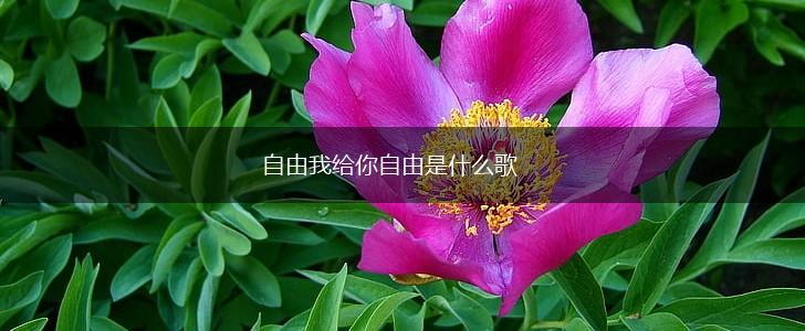 自由我给你自由是什么歌,第1张