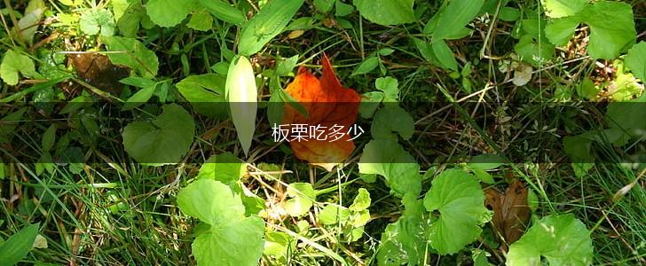 板栗吃多少,第1张