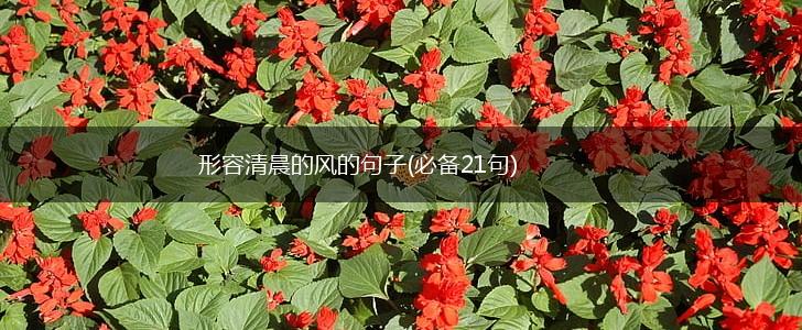 形容清晨的风的句子(必备21句),第1张