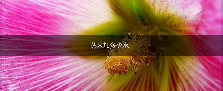 蒸米加多少水,第1张