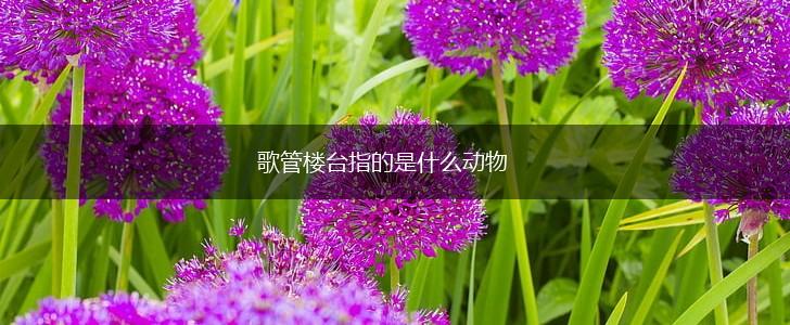 歌管楼台指的是什么动物,第1张