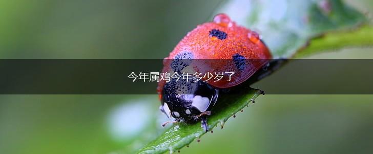 今年属鸡今年多少岁了,第1张
