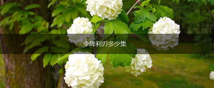 伞降利刃多少集,第1张