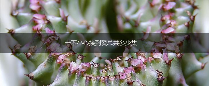 一不小心接到爱总共多少集,第1张