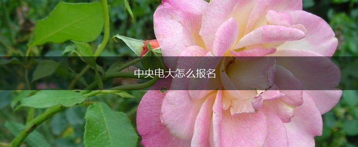 中央电大怎么报名,第1张