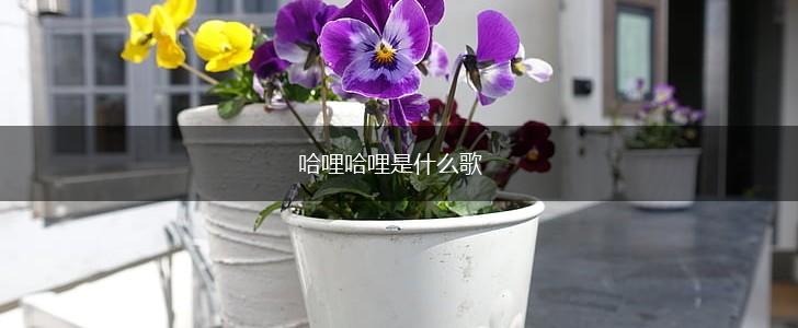 哈哩哈哩是什么歌,第1张