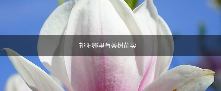 祁阳哪里有荼树苗卖,第1张