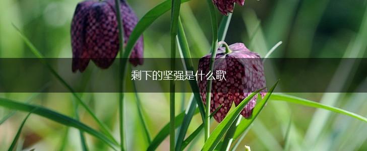 剩下的坚强是什么歌,第1张