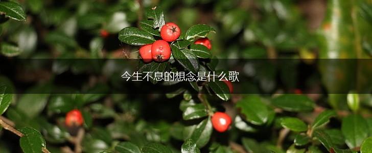 今生不息的想念是什么歌,第1张