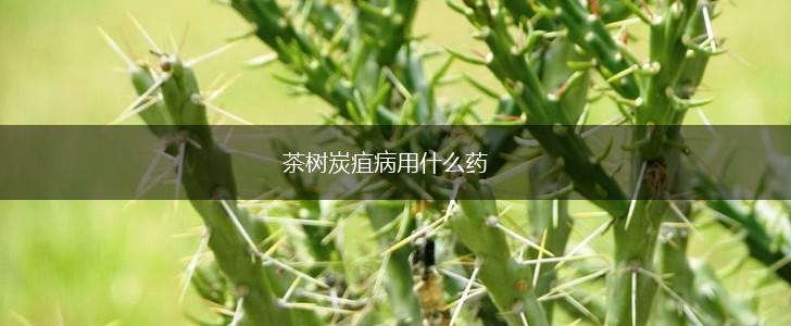 茶树炭疽病用什么药,第1张