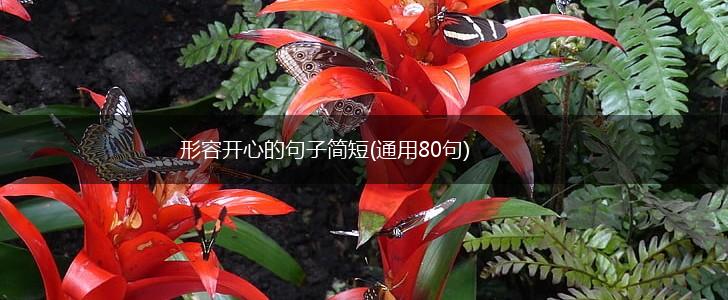 形容开心的句子简短(通用80句),第1张