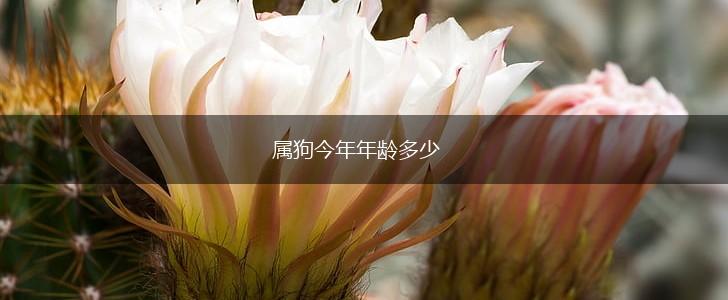 属狗今年年龄多少,第1张
