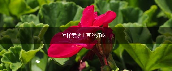 怎样素炒土豆丝好吃,第1张