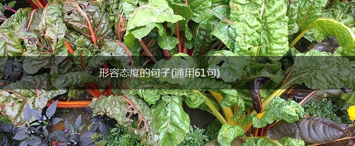 形容态度的句子(通用61句),第1张