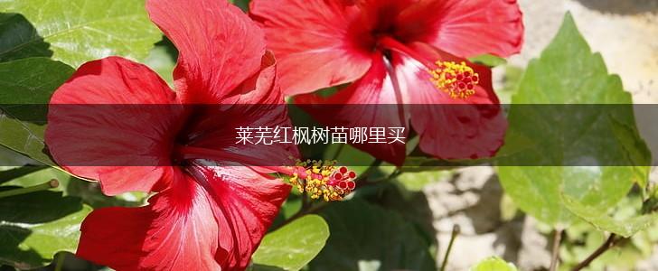 莱芜红枫树苗哪里买,第1张
