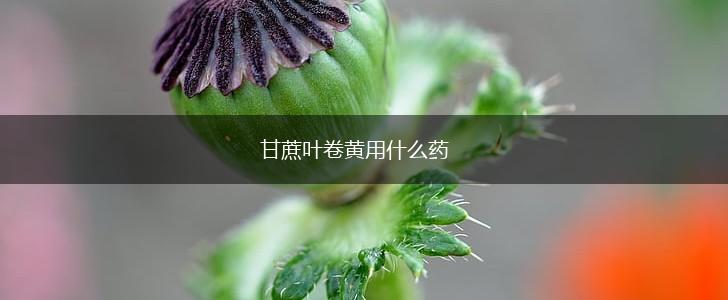 甘蔗叶卷黄用什么药,第1张