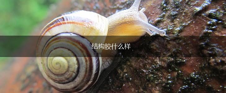 结构胶什么样,第1张